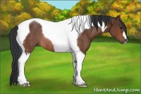 Horse Color:Bay Tobiano Rabicano 