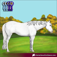 Horse Color:Silver Brown Dun Varnish 