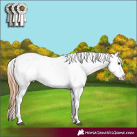 Horse Color:Chestnut Appaloosa 