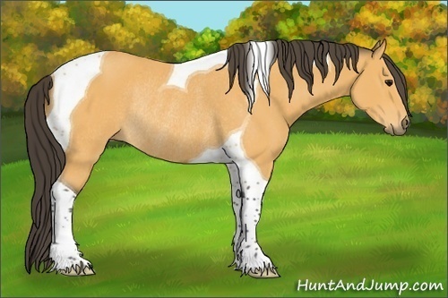 Horse Color:Buckskin Tobiano Rabicano 