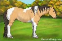 Horse Color:Buckskin Tobiano Rabicano 