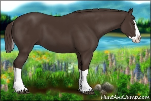 Horse Color:Liver Chestnut Splash 