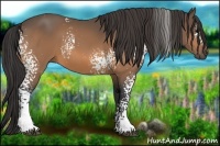 Horse Color:White Spotted Buckskin