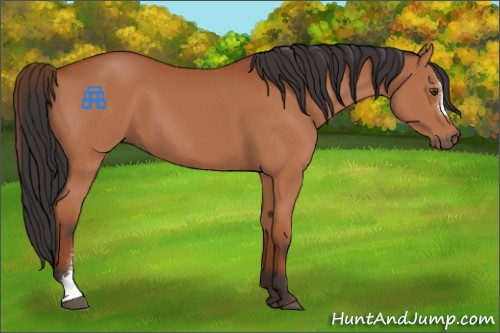 Horse Color:Bay 