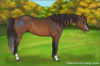 Horse Color:Buckskin Sabino 