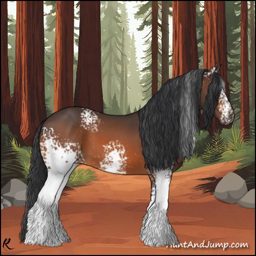 Horse Color:White Spotted Bay