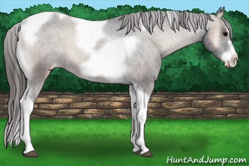 Horse Color:Blue Onyx Tobiano Frame Varnish