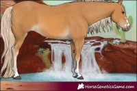 Horse Color:Palomino