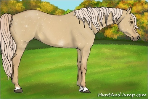 Horse Color:Palomino Dun 