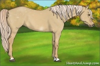 Horse Color:Palomino Dun 
