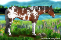 Horse Color:White Spotted Brown 