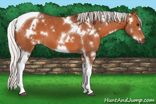 Horse Color:White Spotted Silver Bay Tobiano 