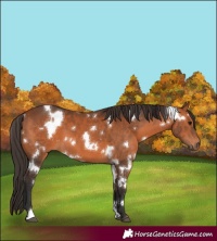 Horse Color:White Spotted Bay 