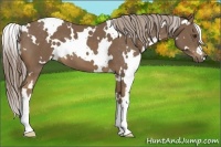 Horse Color:White Spotted Chocolate Palomino
