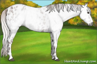 Horse Color:Gray White Spotted Chocolate Silver Black Appaloosa 
