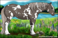 Horse Color:White Spotted Silver Black