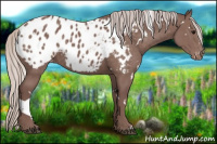 Horse Color:White Spotted Chocolate Silver Black Appaloosa 