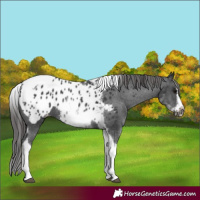 Horse Color:White Spotted Black Splash Tobiano Frame Appaloosa 