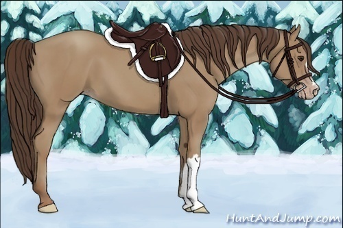 Horse Color:Classic Champagne 