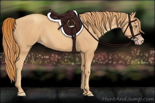 Horse Color:Gold Champagne 