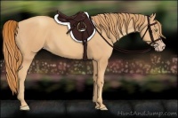 Horse Color:Gold Champagne 