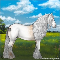 Horse Color:Gray White Spotted Buckskin 