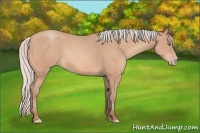 Horse Color:Silver Amber Champagne Frame 