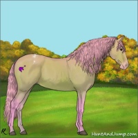 Horse Color:Watercolor Bay Dun Appaloosa 