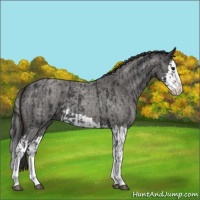 Horse Color:Blue Roan Sabino Splash  and Smoky Blue Roan Sabino Splash 