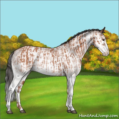 Horse Color:White Spotted Bay Splash  and White Spotted Bay Splash 