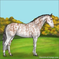 Horse Color:White Spotted Bay Splash  and White Spotted Bay Splash 