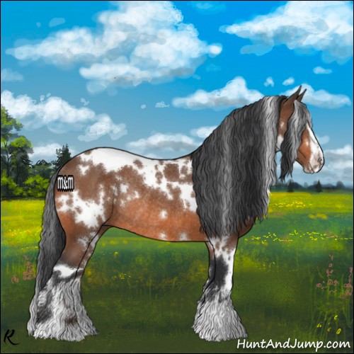 Horse Color:White Spotted Bay Sabino Rabicano