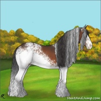 Horse Color:White Spotted Bay 