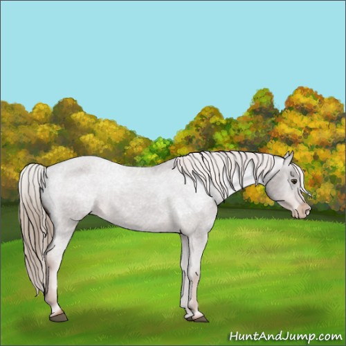 Horse Color:Liver Chestnut Varnish Rabicano 