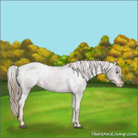 Horse Color:Liver Chestnut Appaloosa Rabicano 
