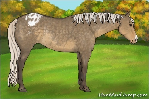 Horse Color:Silver Smoky Grullo Varnish Rabicano 