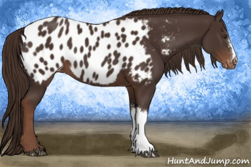 Horse Color:Liver Chestnut Near Leopard
