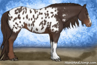 Horse Color:Liver Chestnut Near Leopard 