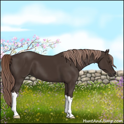 Horse Color:Liver Chestnut