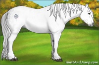 Horse Color:Gray White Spotted Black  and Gray White Spotted Black 