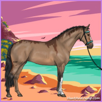 Horse Color:Bay Dun 