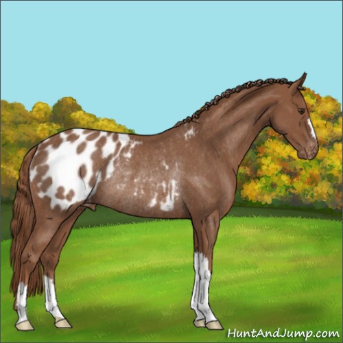 Horse Color:Chestnut Appaloosa Rabicano 