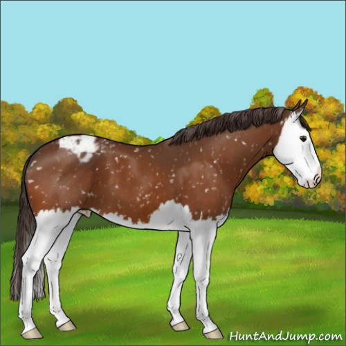Horse Color:Buckskin Splash Snowflake Varnish 