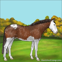 Horse Color:Buckskin Splash Appaloosa 
