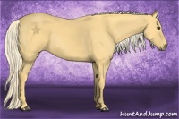 Horse Color:Palomino Rabicano