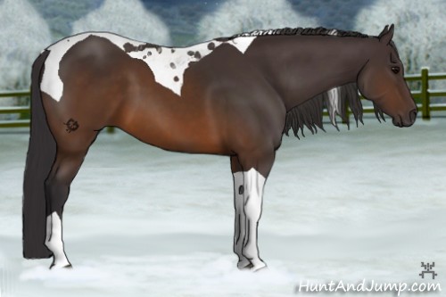 Horse Color:Buckskin Tobiano 