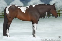 Horse Color:Buckskin Tobiano