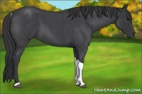 Horse Color:Blue Roan Tobiano 