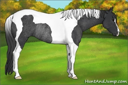 Horse Color:Black Tobiano Rabicano