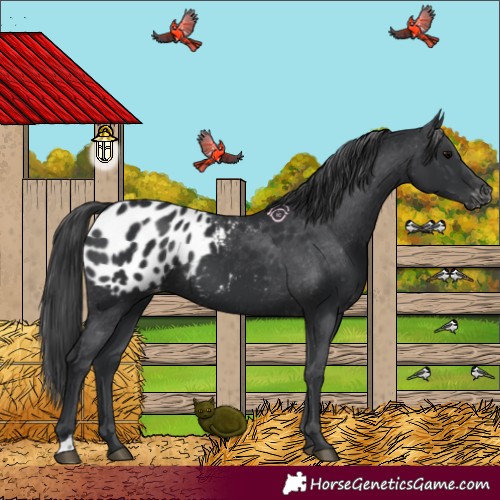 Horse Color:Black Appaloosa 